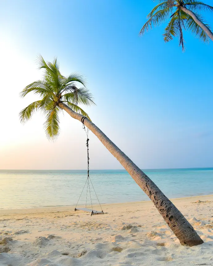 swing hang on coconut tree near seashore